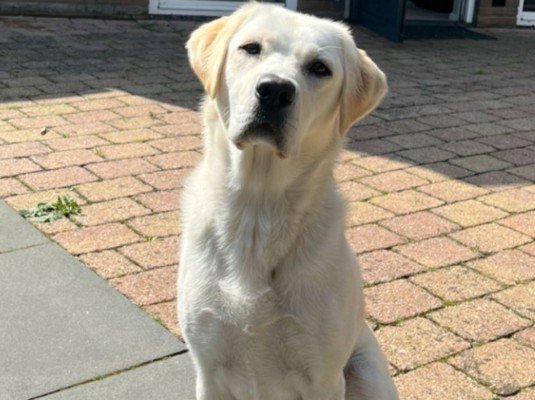 Bella