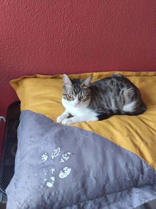 Sora