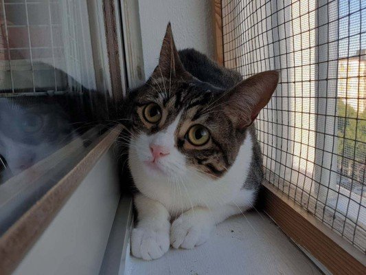 Sora
