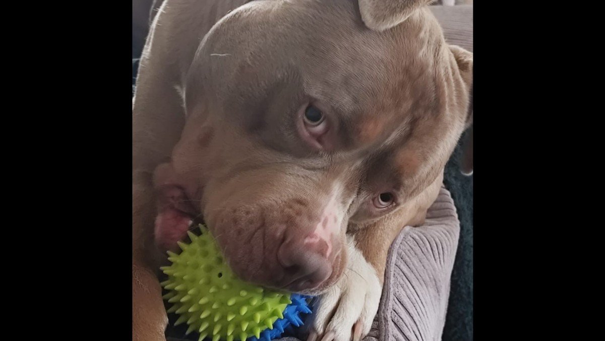 Nacho
