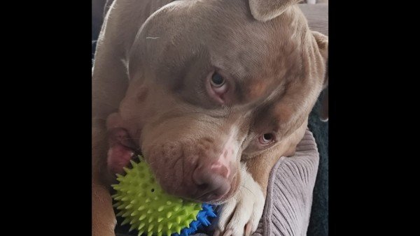 Nacho