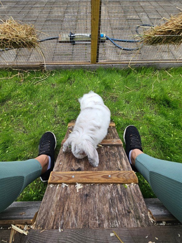 Pluisje