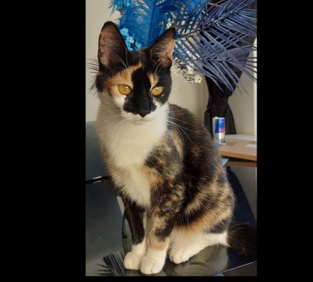 Kiki