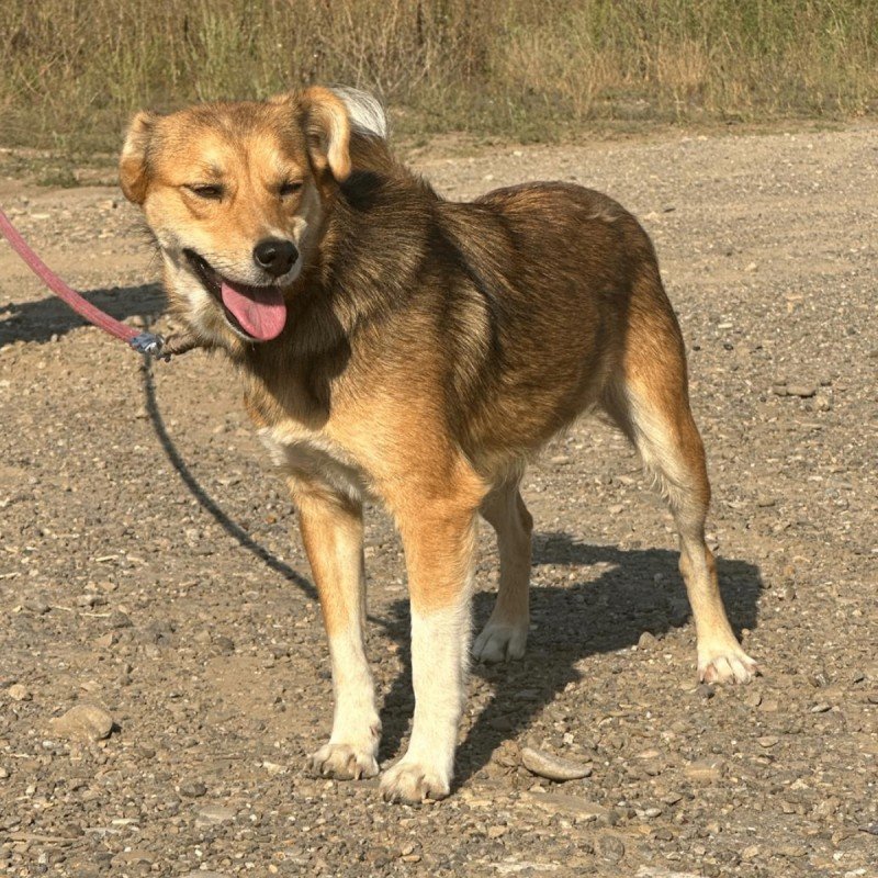Gigi