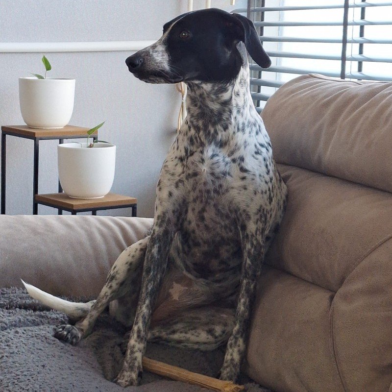 Lady