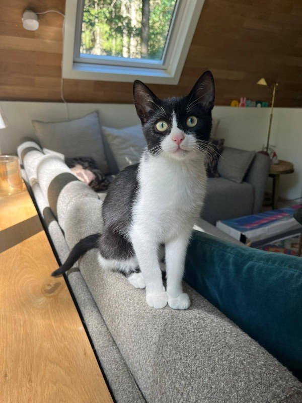 Felix