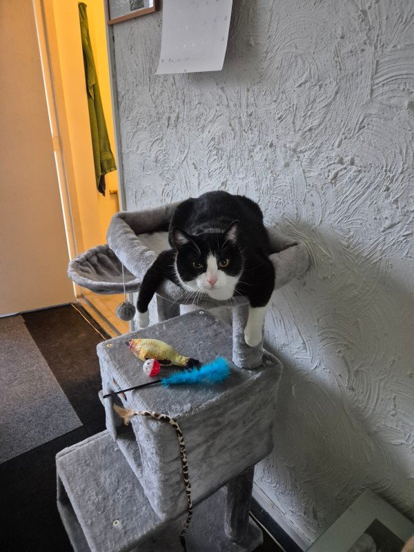 Foefje