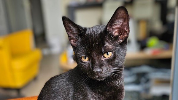 Boris