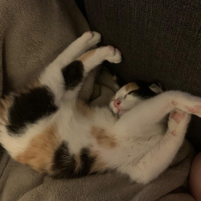 Nala