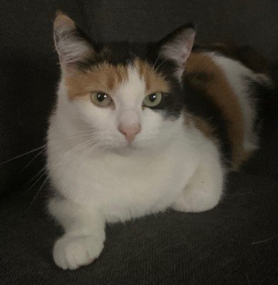 Nala
