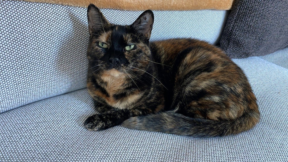 Lotje