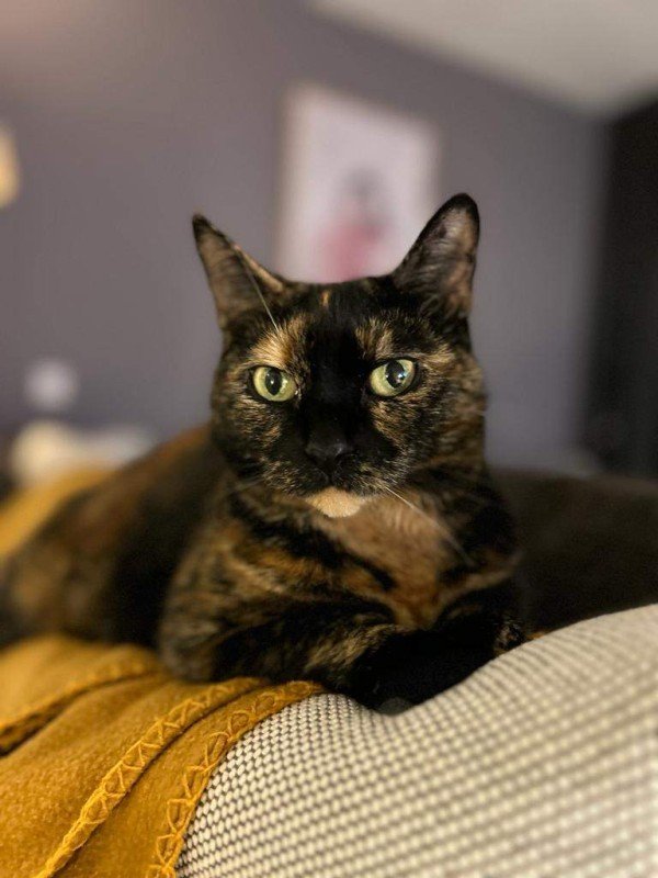 Lotje