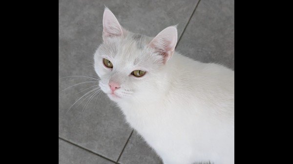 Zorro