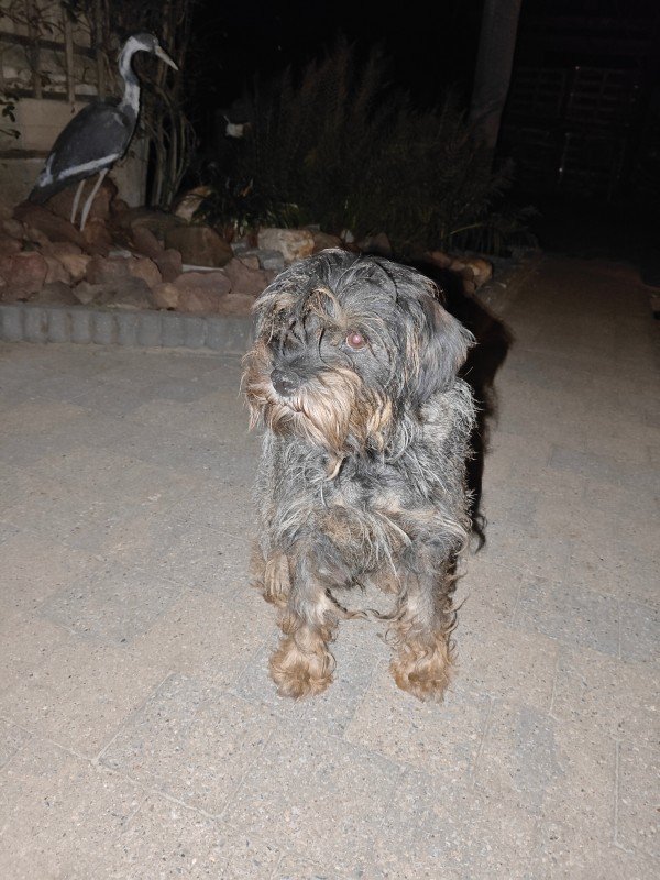 Max