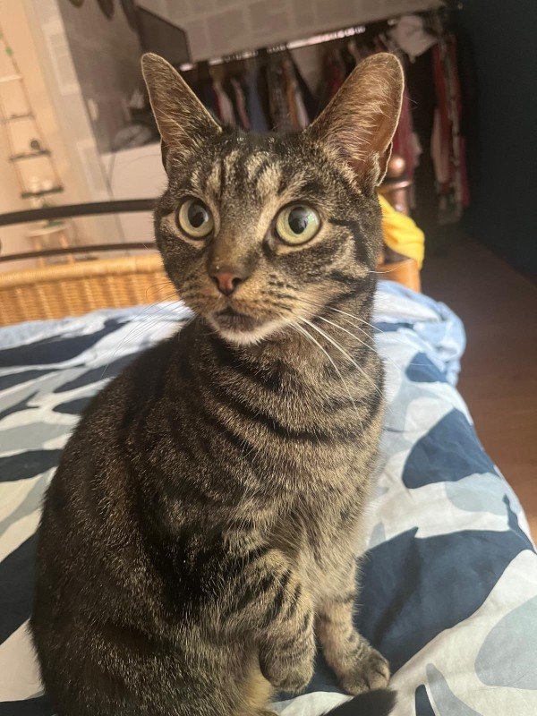 Bella