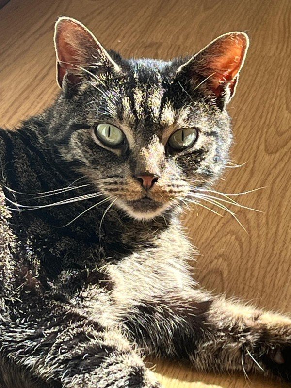 Bella