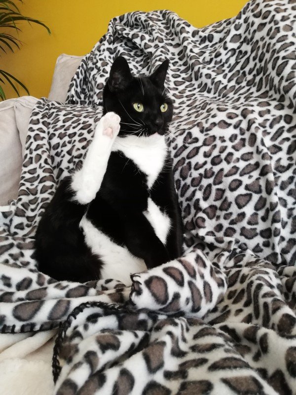 Nala