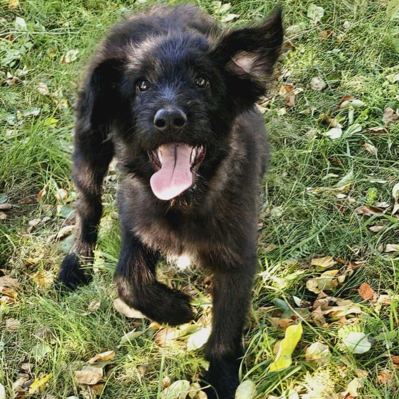Mica