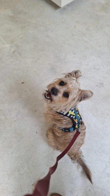 Nacho
