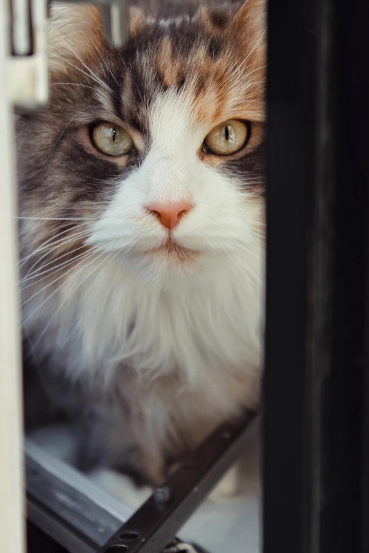 Nalani