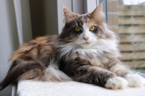 Nalani