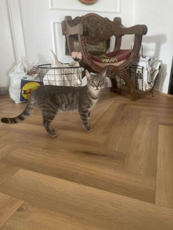 Bob