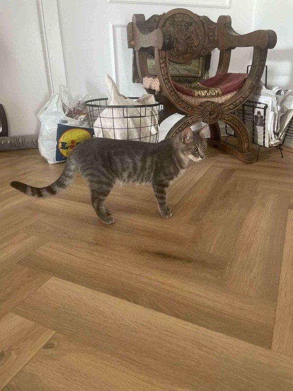 Bob