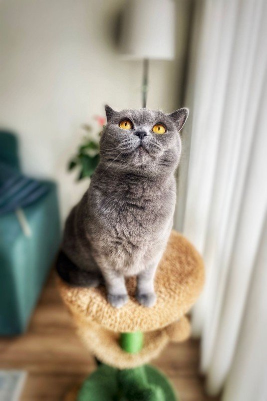 Mia