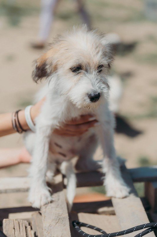 Pancho