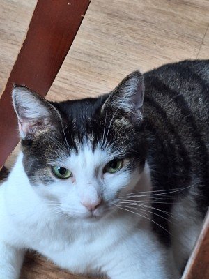 Sammie