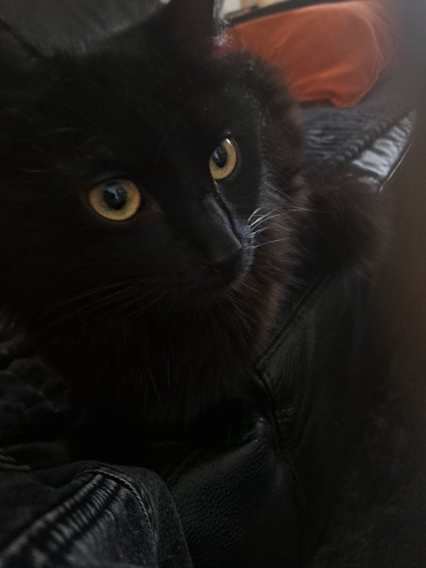 Blacky