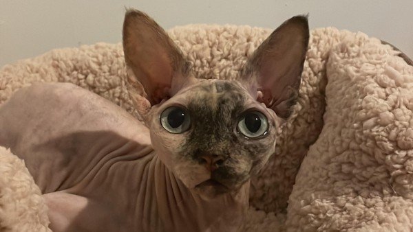 Lola
