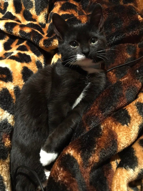 Alphie