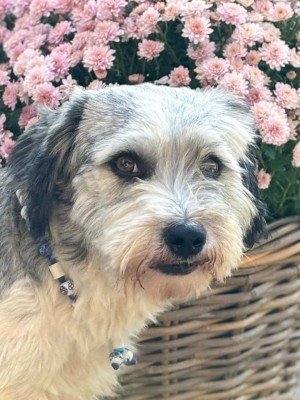 Oliver