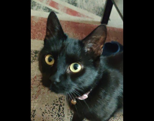 Dexter