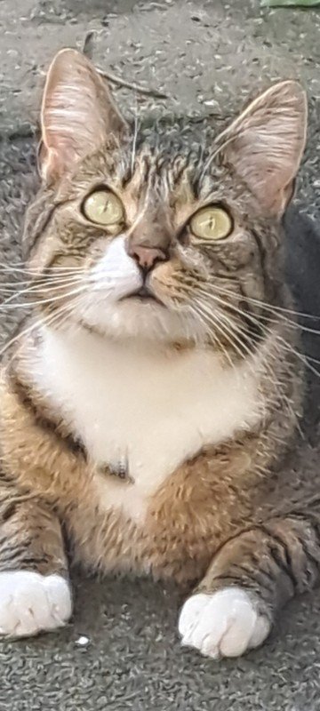 Broertje