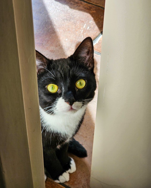 Pip