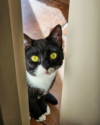 Pip