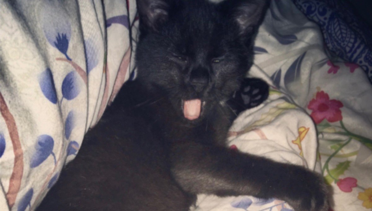Fiep