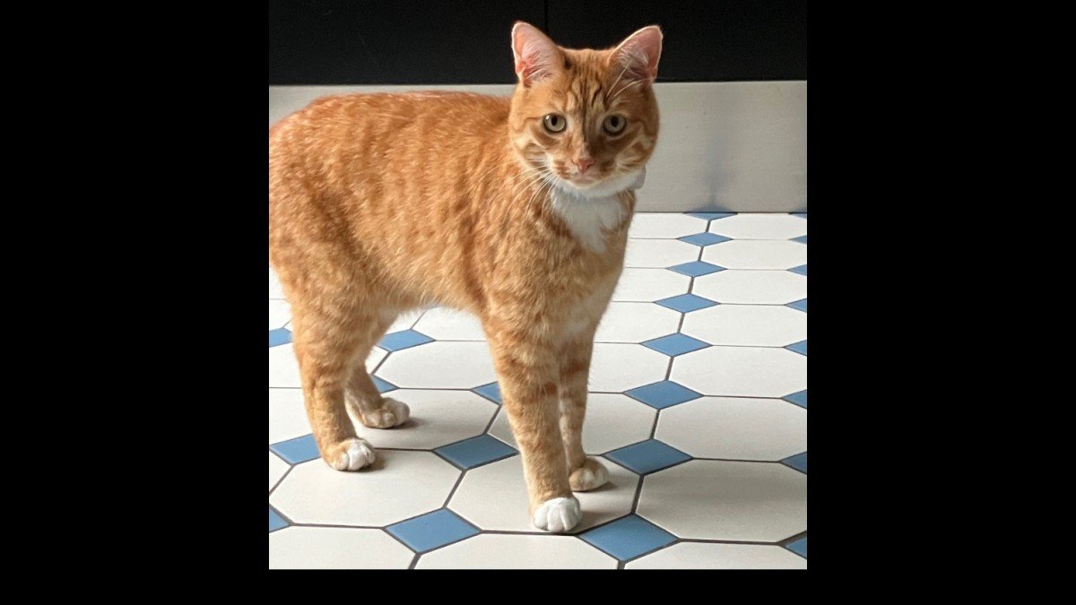 Wiski