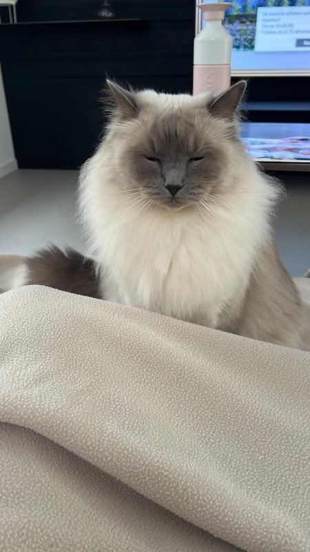 Dexter