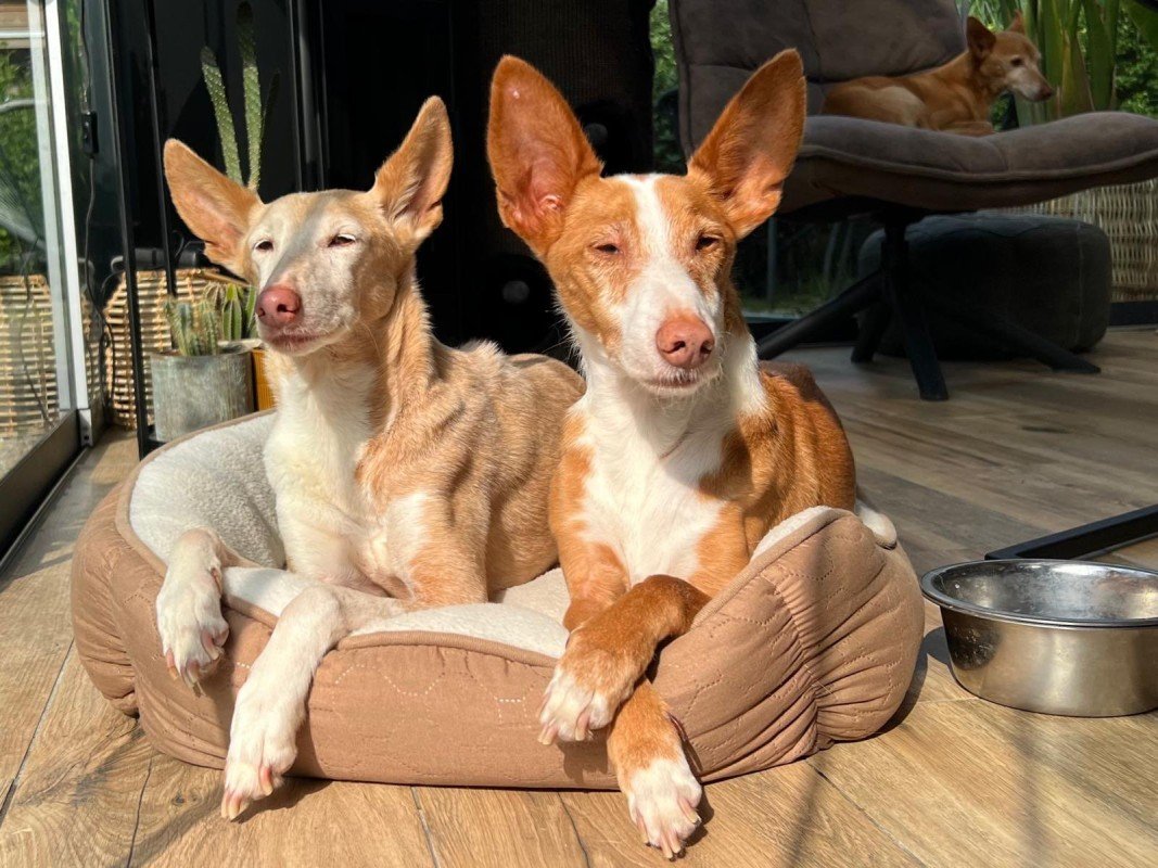 Dingo