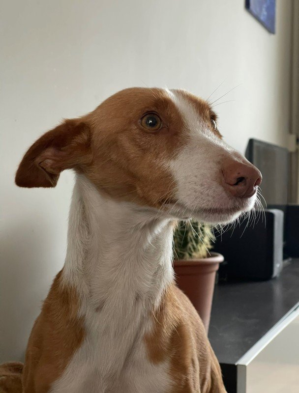 Dingo