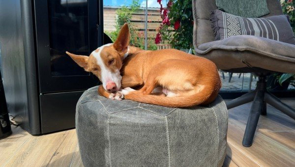 Dingo