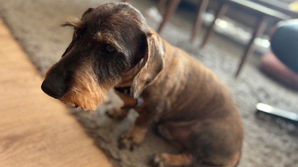 Rinus