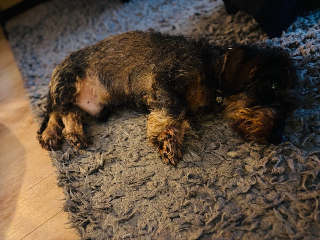 Rinus