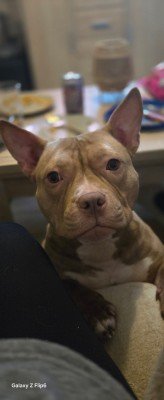 Nova