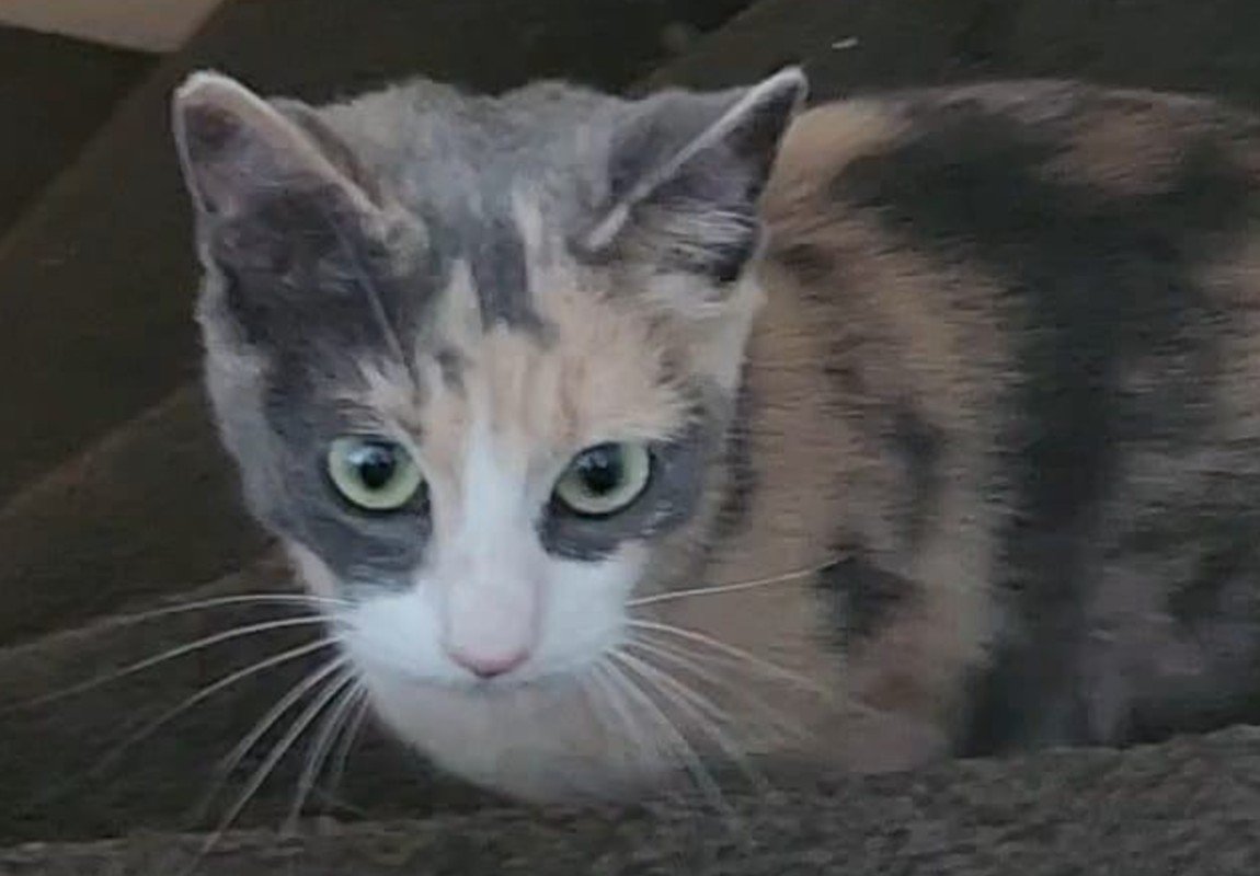 Zoë