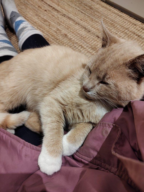 Teddy