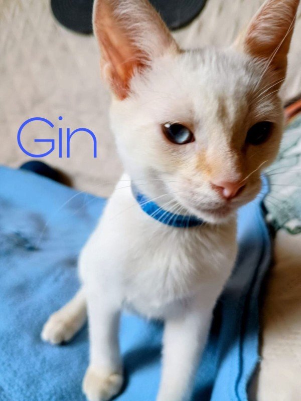 Gin
